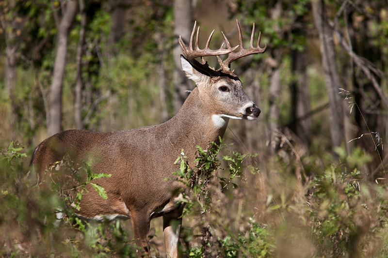 What Animals Can U Hunt In Texas